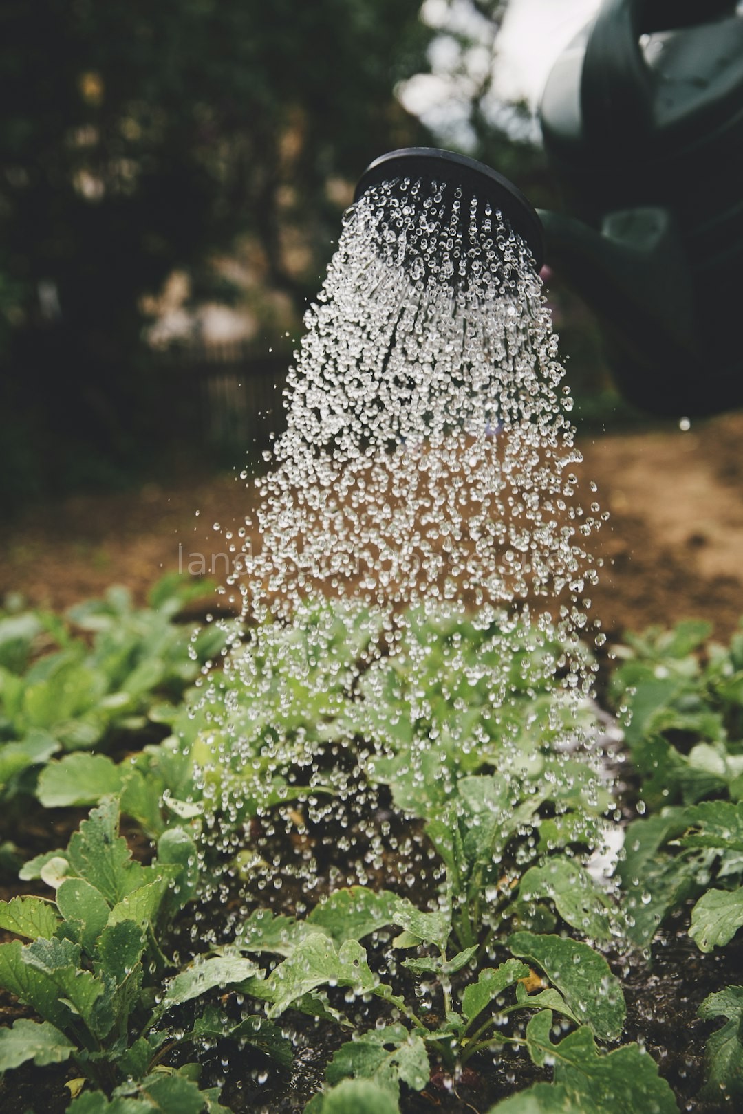 Drip Irrigation