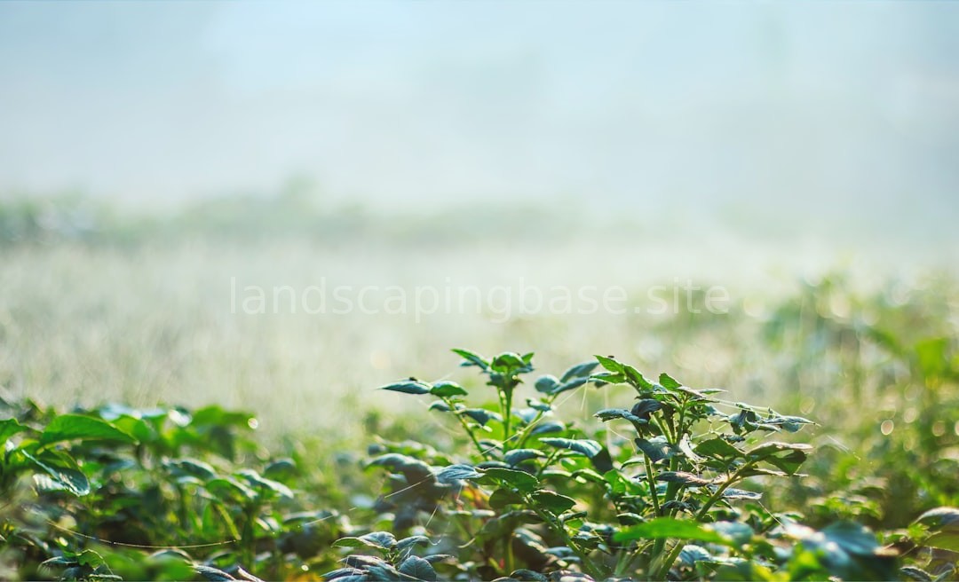 Lawn Maintenance