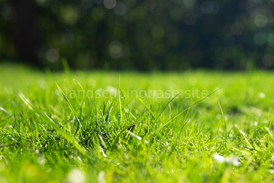 Lush lawn background